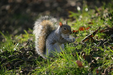 Scoiattolo che mangia una nocciolina
