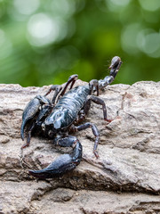 Closeup view of a scorpion in nature.