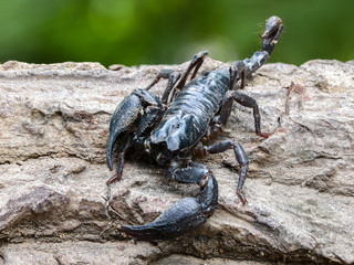 Closeup view of a scorpion in nature.