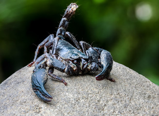 Closeup view of a scorpion in nature.