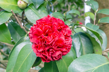 camellia 'grand marshal'