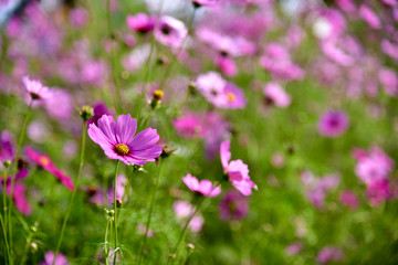 Cosmos flower