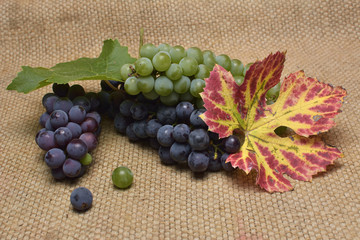 Grapes