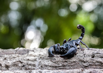 Closeup view of a scorpion in nature.