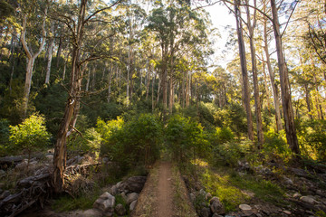 Obraz premium Delatite River Trail at Mt Buller