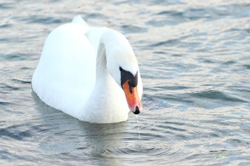 Swan on lake