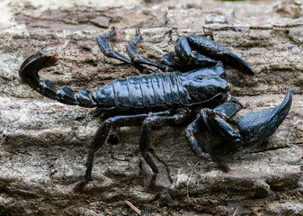 Closeup view of a scorpion in nature.