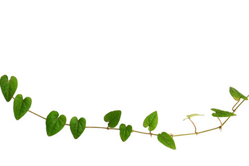 Chain of heart-shaped green leaf vine, Raphistemma hooperianum (