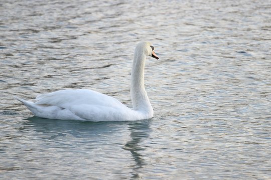 Swan in water