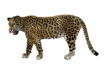 Foto op Plexiglas Big Cat Jaguar © photosvac