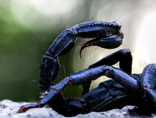 macro of a scorpion stinger