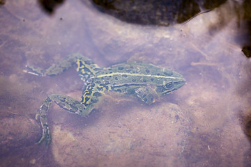 green frog under water