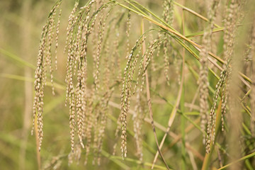 Rice spike in the paddy field