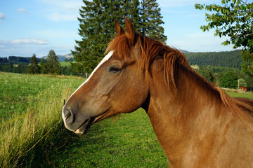 Obraz premium Heard of horse