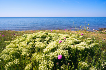 Blooming Bush with white flowers of meadowsweet on the beach.