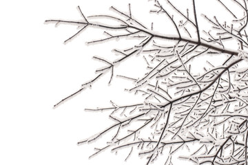 snow-covered branches pattern on a white background