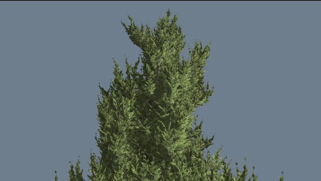 Hollywood Juniper Top of Tree Smooth Weather Coniferous Evergreen Shrub is Swaying a Little Small Tree Scale-Like Leaves Vivid Green Foliage Needles
