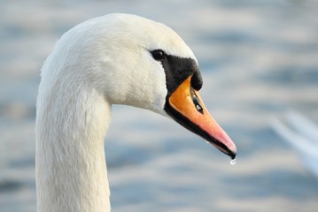 Water drops on the swan's beak