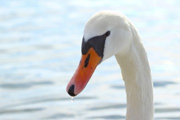 Obraz premium Water drops at swan's beak in back lit