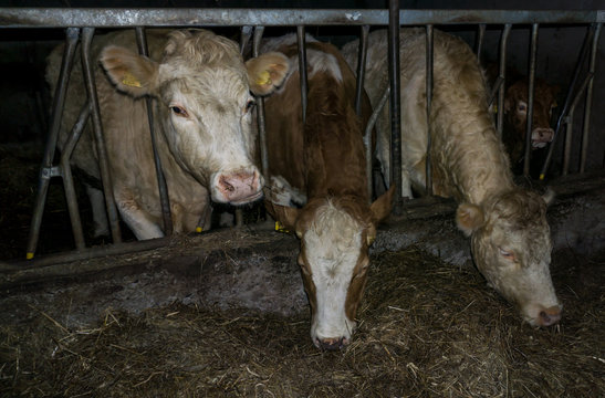 cow livestock milk  farm dairy