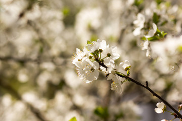 Obraz premium Sunny abstract green nature background, selective focus