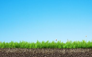 grass with roots and soil