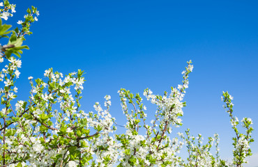 flowers in spring