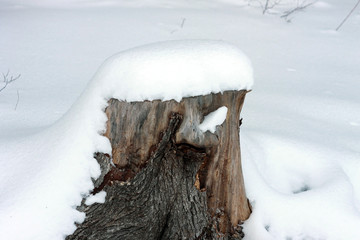 Пень дерева под снегом зимой © heshixin