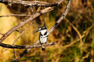 A Pied Kingfisher resting on a branch