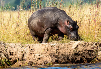 Hippo on the banks of the Chobe river