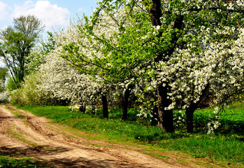 Flowering trees in spring