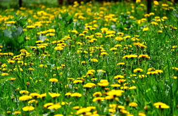 Fototapeta premium Dandelion close up on a background of green grass