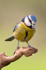 Nice tit with blue head © Gelpi