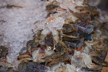 Fresh blue crab or horse crab on ice in the market