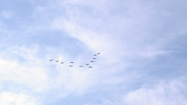Bird flock flies across blue sky