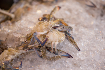 Fresh blue crab or horse crab on ice in the market
