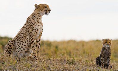 Mother cheetah and her cub in the savannah. Kenya. Tanzania. Africa. National Park. Serengeti. Maasai Mara. An excellent illustration.