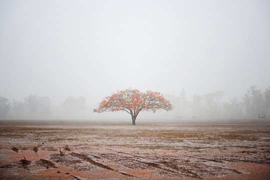 Flame Tree, Litchfield National Park, Darwin, Northern Territory, Australia