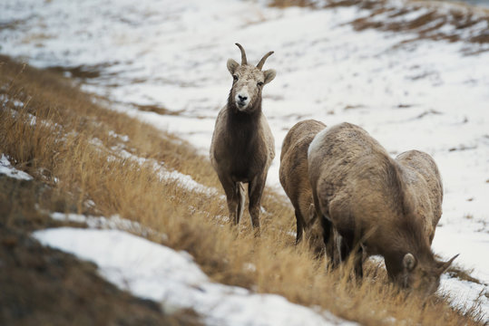 Herd of mountain sheep, Banff, Alberta, Canada