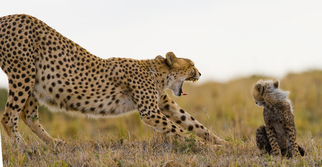 Mother cheetah and her cub in the savannah. Kenya. Tanzania. Africa. National Park. Serengeti. Maasai Mara. An excellent illustration.