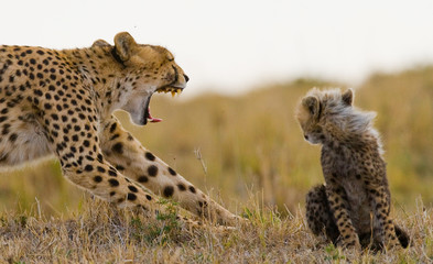 Mother cheetah and her cub in the savannah. Kenya. Tanzania. Africa. National Park. Serengeti. Maasai Mara. An excellent illustration.