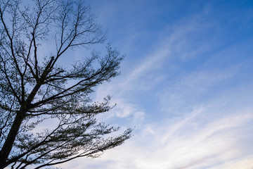 Blue sky with white clouds and silhouette tree