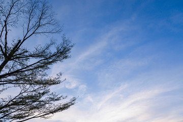 Blue sky with white clouds and silhouette tree