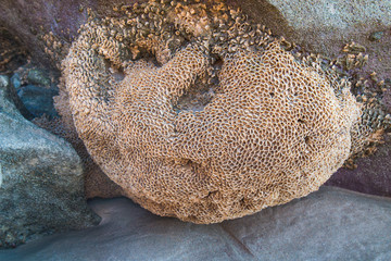 Detail of a coral on the rock of a beach