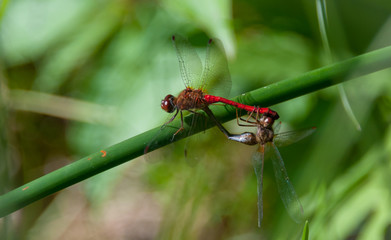 Mating pair of Meadowhawk (Sympetrum vicinum) dragonflies on a plant stem.  Colorful insect animals. Cherry-red abdomen is a conspicuous feature.