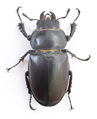 Stag Beetle