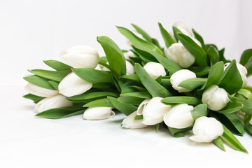 beautiful white tulips isolated on white