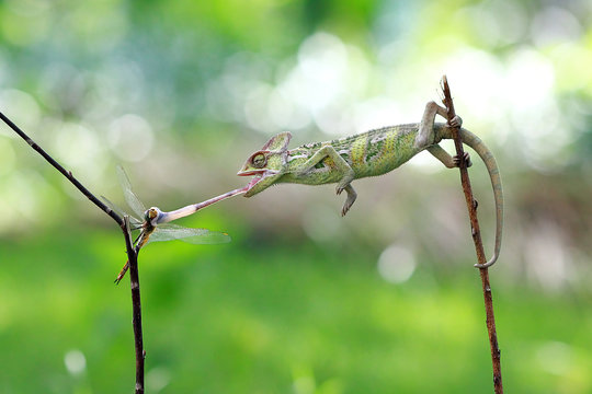 Side view of a Veiled chameleon (chamaeleo calyptratus) balancing on a branch sticking out it's tongue to catch a dragonfly, Indonesia