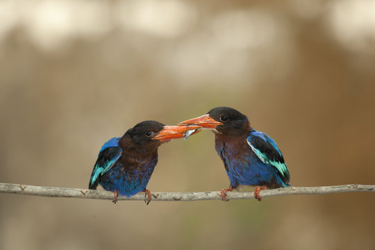 Two kingfisher birds passing a fish in beak, Jember, East Java, Indonesia