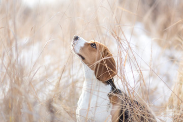 Beagle dog in nature portrait